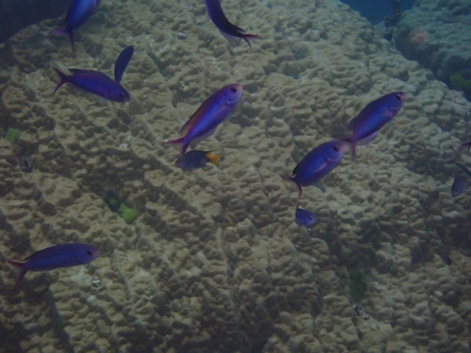 ภาพประกอบของ ปลาสลิดหิน tapeinosoma (Lepidozygus tapeinosoma)