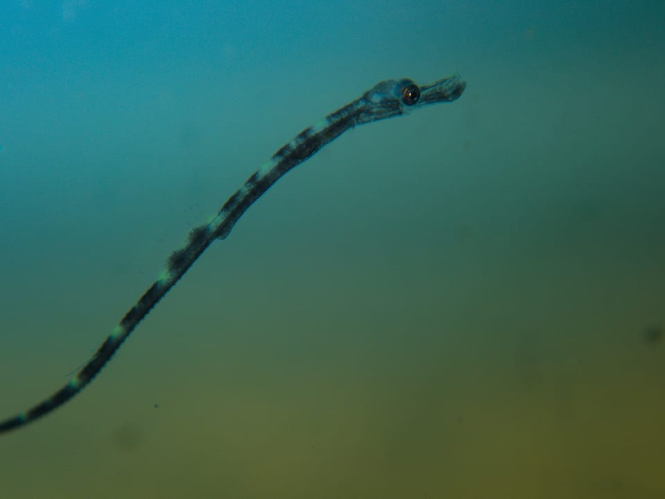 ภาพประกอบของ ปลาจิ้มฟันจระเข้น้ำลึก (Leptonotus blainvilleanus)