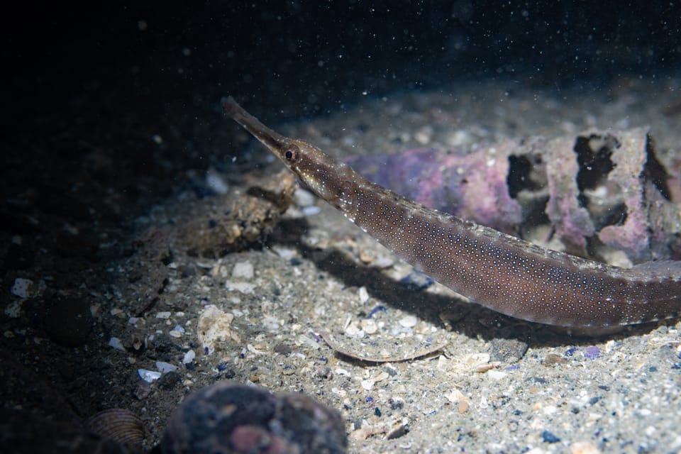 ภาพประกอบของ ปลาจิ้มฟันจระเข้ elevatus (Leptonotus elevatus)