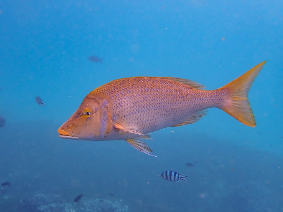 ภาพประกอบของ ปลา nebulosus (Lethrinus nebulosus)