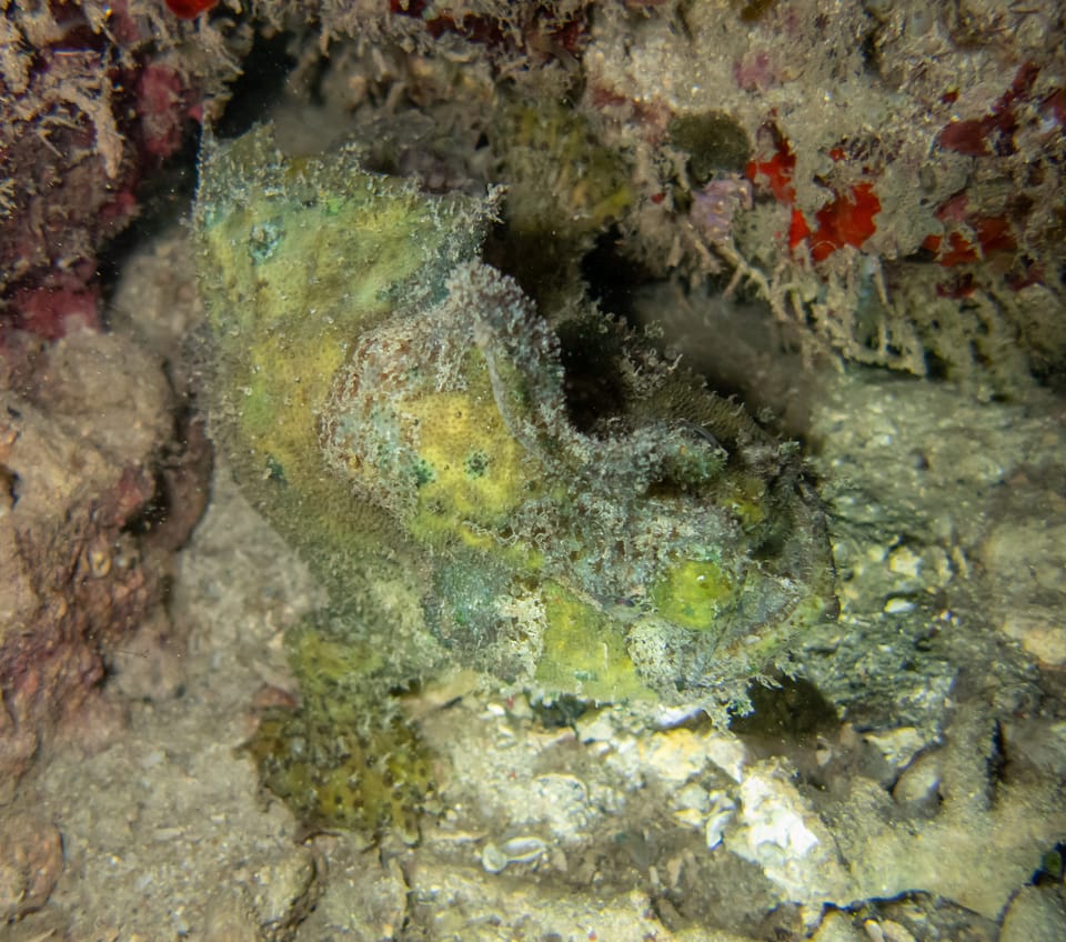 ภาพประกอบของ ปลากบ lithinostomus (Lophiocharon lithinostomus)