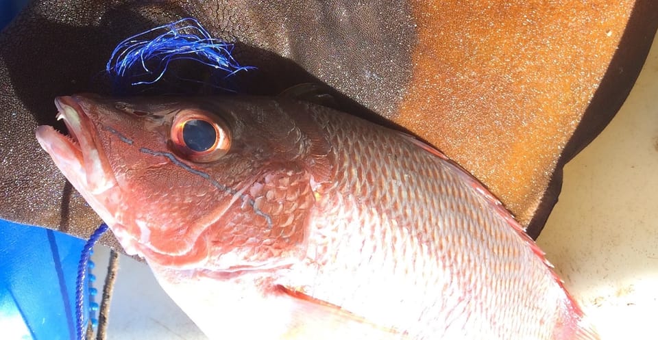 ภาพประกอบของ ปลา goreensis (Lutjanus goreensis)