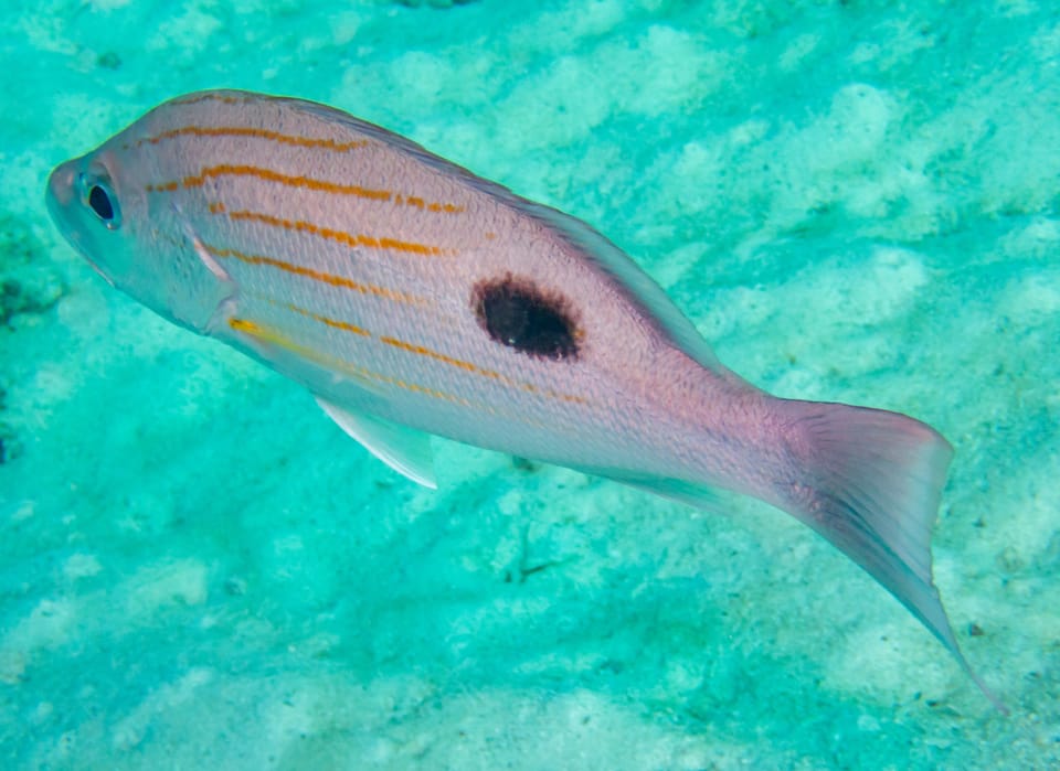 ภาพประกอบของ ปลา indicus (Lutjanus indicus)