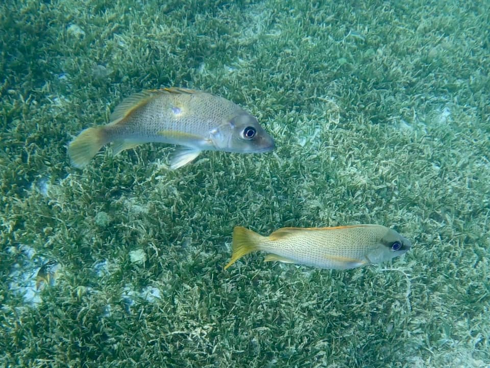 ภาพประกอบของ ปลา jocu (Lutjanus jocu)