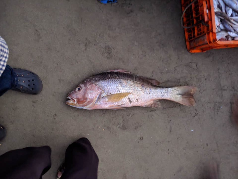 ภาพประกอบของ ปลา johnii (Lutjanus johnii)