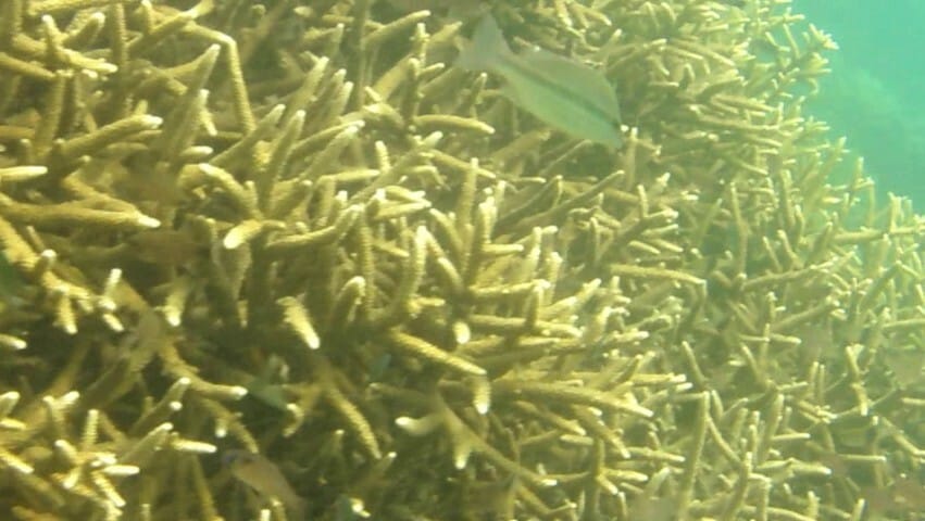 ภาพประกอบของ ปลา lemniscatus (Lutjanus lemniscatus)