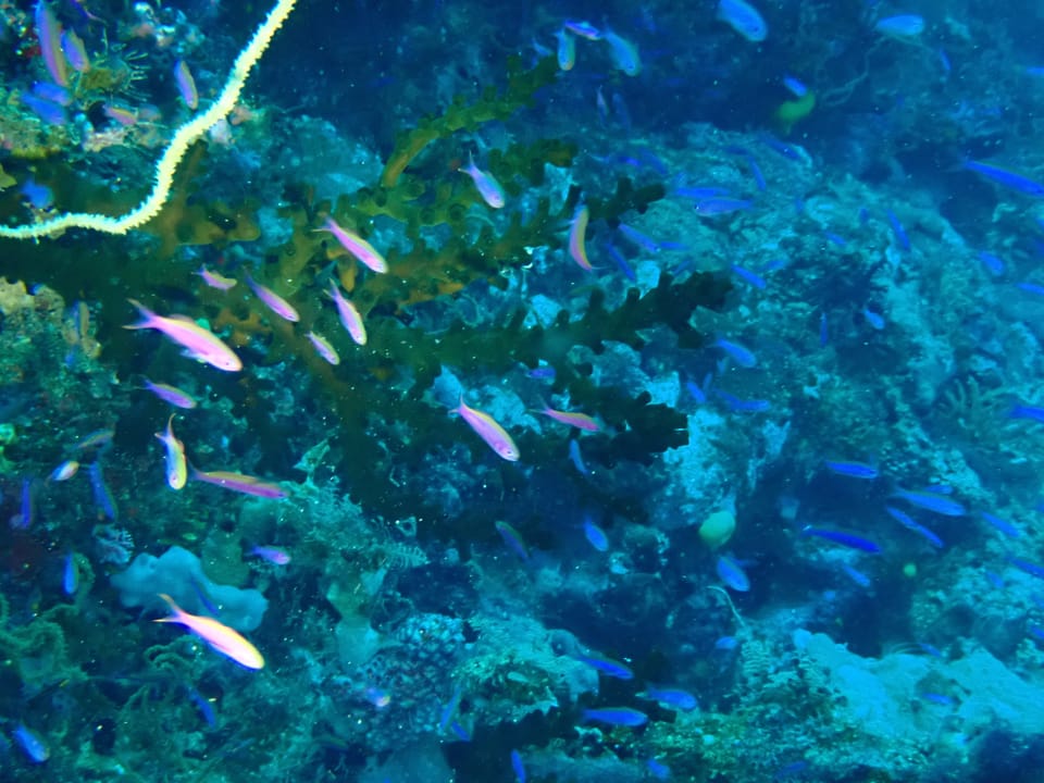 ภาพประกอบของ ปลานางฟ้า waitei (Luzonichthys waitei)