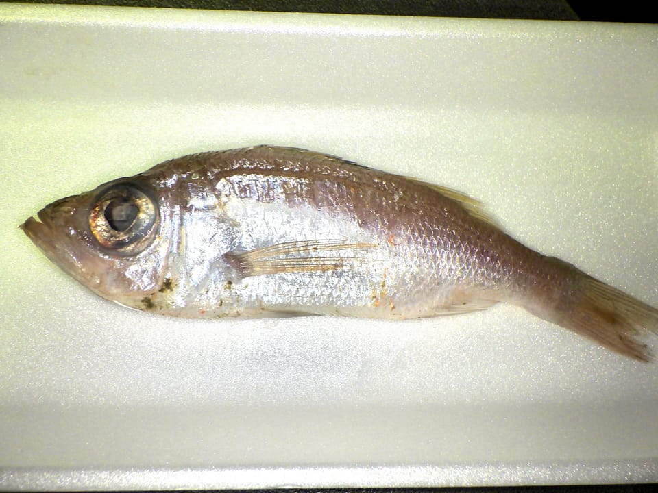 ภาพประกอบของ ปลา griseus (Malakichthys griseus)