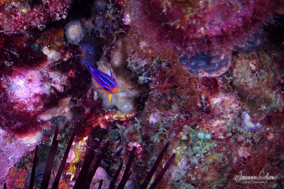 ภาพประกอบของ ปลาสลิดหิน immaculatus (Mecaenichthys immaculatus)
