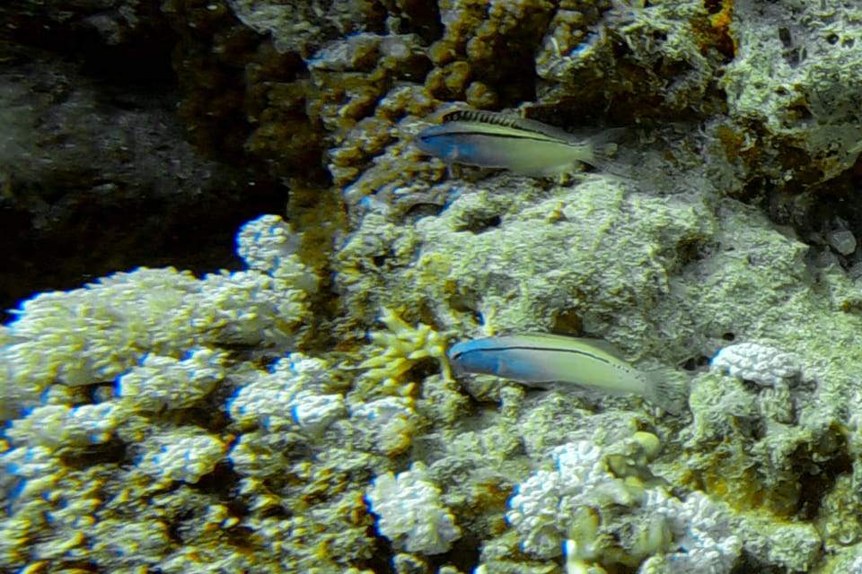 ภาพประกอบของ ปลาตั๊กแตนหินเขี้ยวพิษ nigrolineatus (Meiacanthus nigrolineatus)