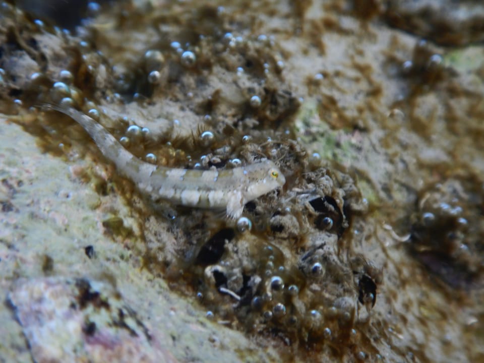 ภาพประกอบของ ปลาตั๊กแตนหินตั๊กแตนหิน (Microlipophrys dalmatinus)