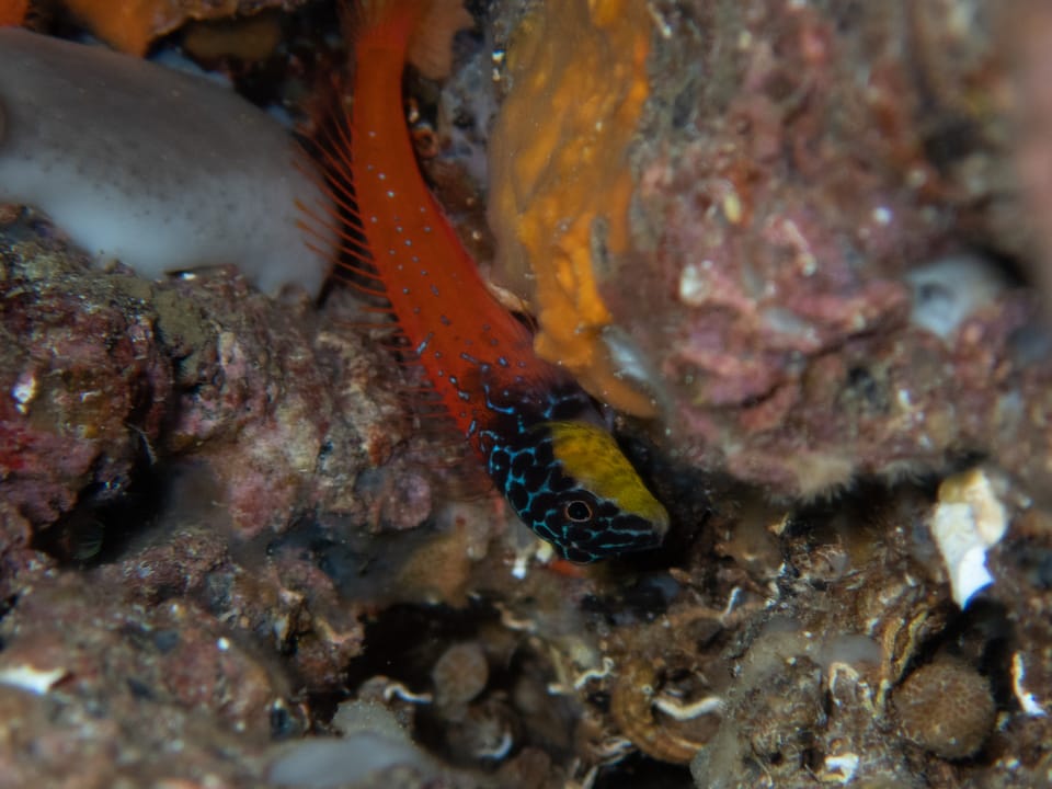 ภาพประกอบของ ปลาตั๊กแตนหินดำตั๊กแตนหิน (Microlipophrys nigriceps)
