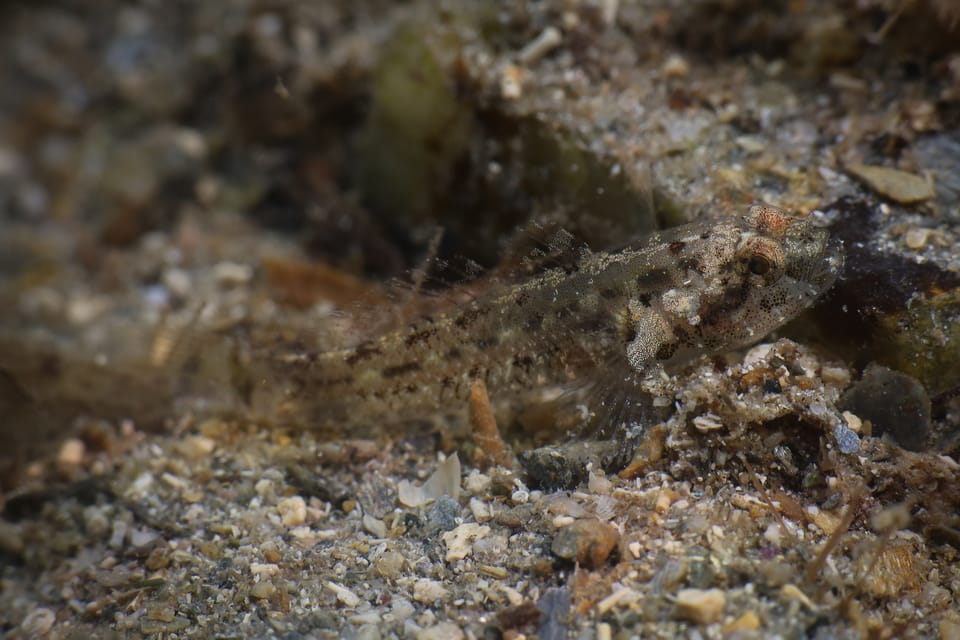 ภาพประกอบของ ปลาบู่บู่ (Millerigobius macrocephalus)