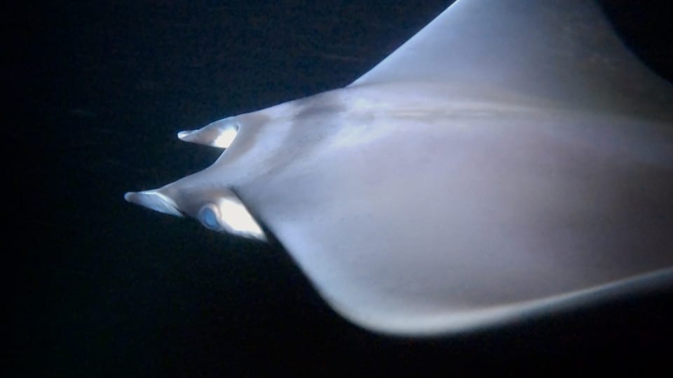 ภาพประกอบของ ปลา munkiana (Mobula munkiana)