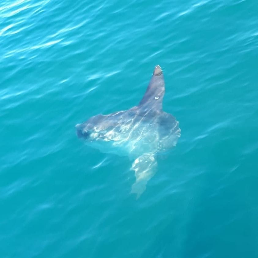 ภาพประกอบของ ปลา mola (Mola mola)