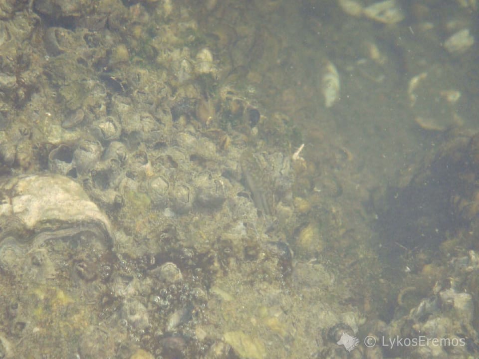 ภาพประกอบของ ปลาบู่ abei (Mugilogobius abei)