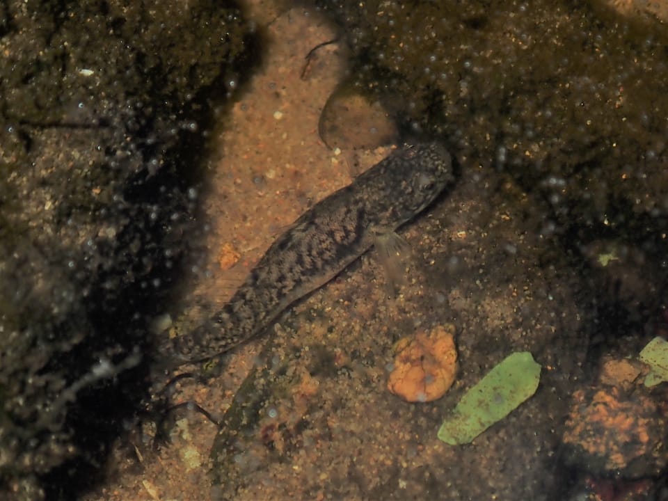 ภาพประกอบของ ปลาบู่บู่ (Mugilogobius platynotus)