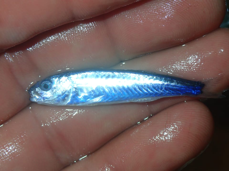 ภาพประกอบของ ปลาแพะ barbatus (Mullus barbatus)