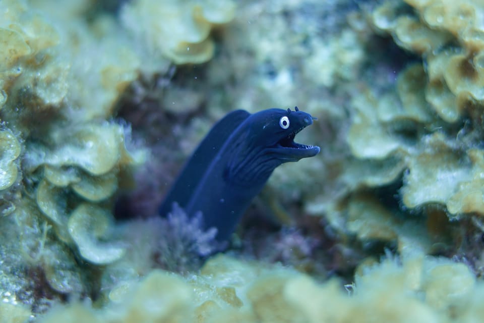 ภาพประกอบของ ปลาไหลมอเรย์ดำ (Muraena augusti)