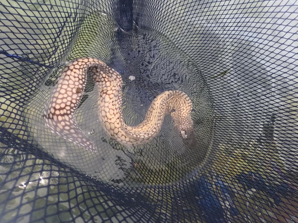 ภาพประกอบของ ปลาไหลมอเรย์ pavonina (Muraena pavonina)