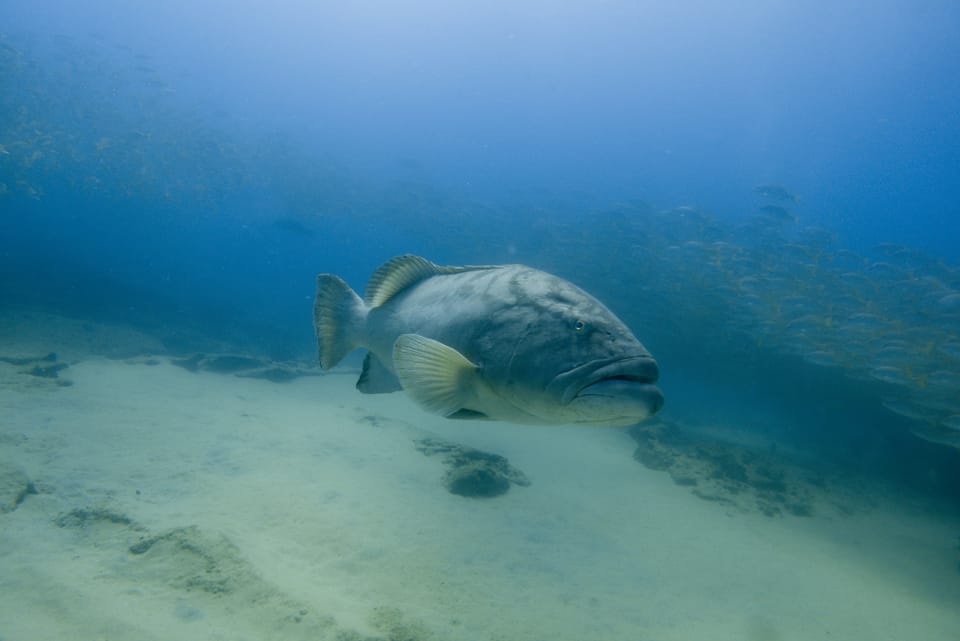 ภาพประกอบของ ปลากะรัง jordani (Mycteroperca jordani)