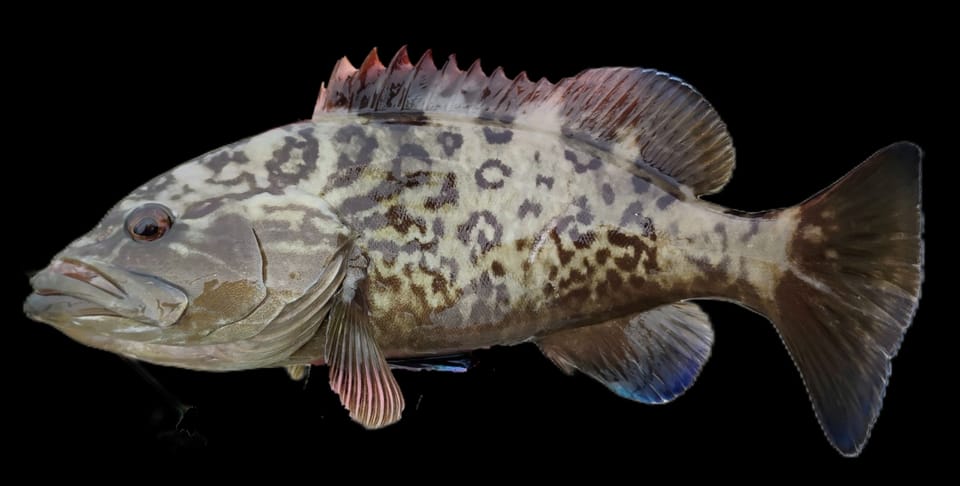ภาพประกอบของ ปลากะรัง microlepis (Mycteroperca microlepis)