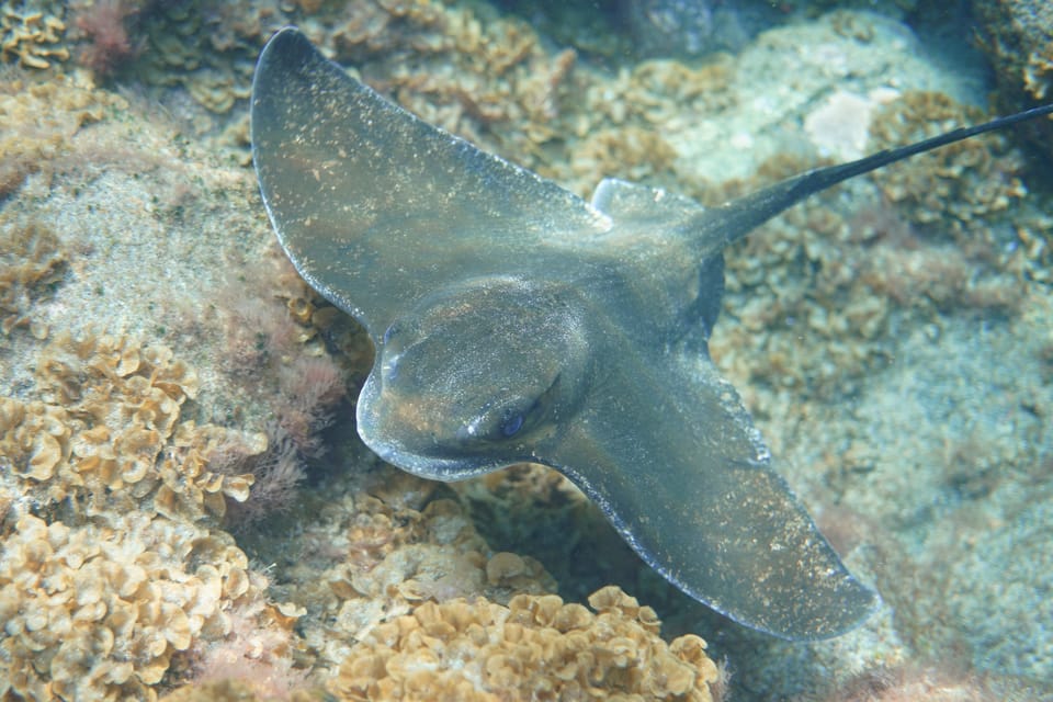 ภาพประกอบของ ปลา aquila (Myliobatis aquila)