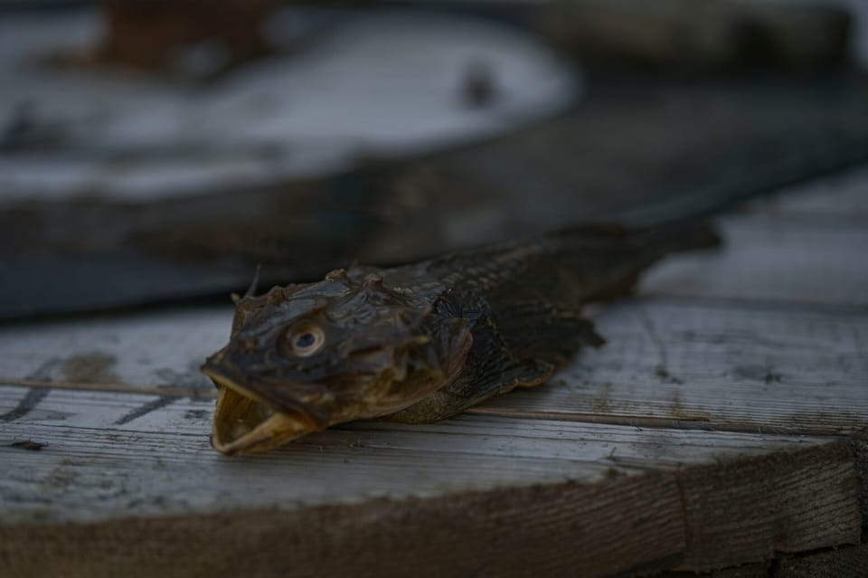 ภาพประกอบของ ปลา scorpius (Myoxocephalus scorpius)