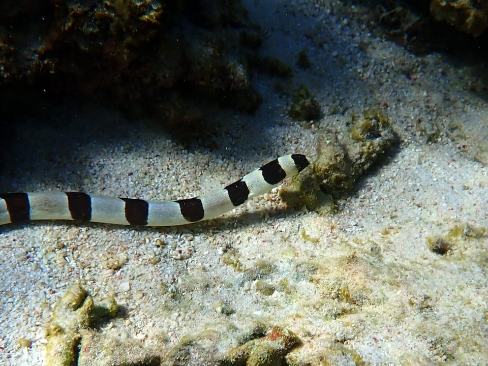 ภาพประกอบของ ปลา colubrinus (Myrichthys colubrinus)
