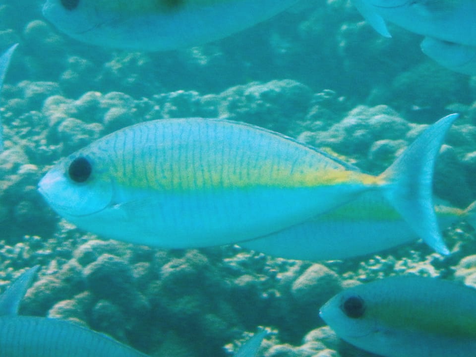 ภาพประกอบของ ปลาขี้ตังเบ็ดจมูกยาวลายขวาง (Naso thynnoides)
