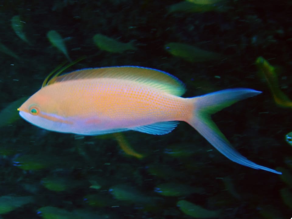 ภาพประกอบของ ปลานางฟ้าครีบเส้นด้าย (Nemanthias carberryi)