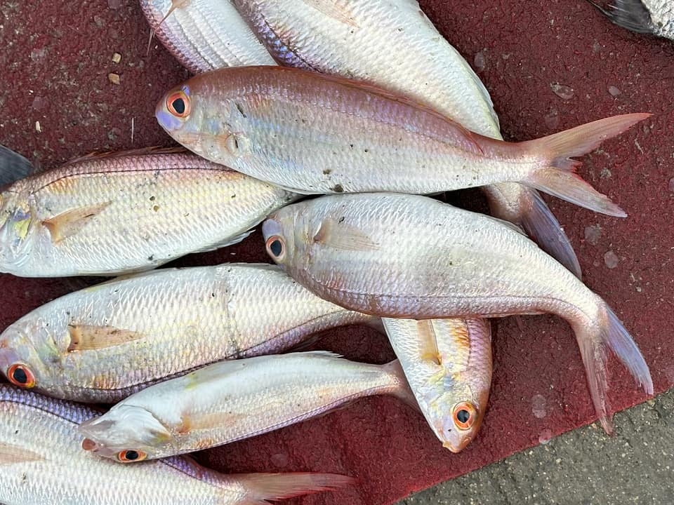 ภาพประกอบของ ปลา peronii (Nemipterus peronii)