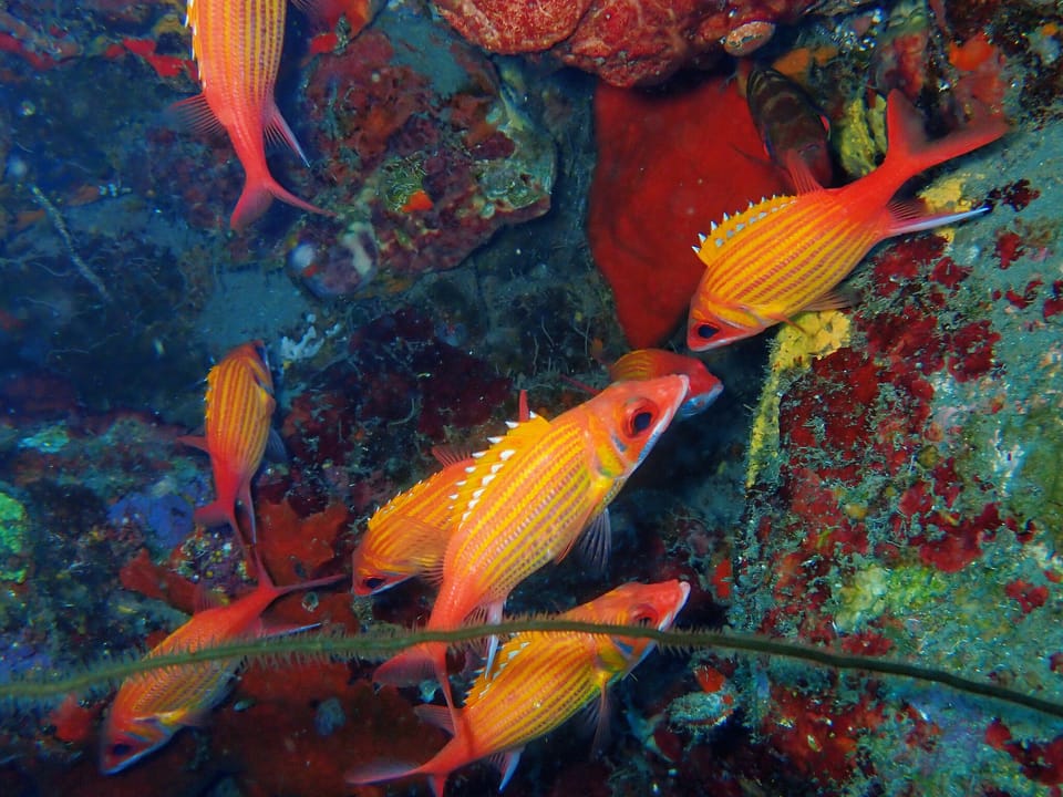 ภาพประกอบของ ปลาข้าวเม่าแคริบเบียน (Neoniphon marianus)