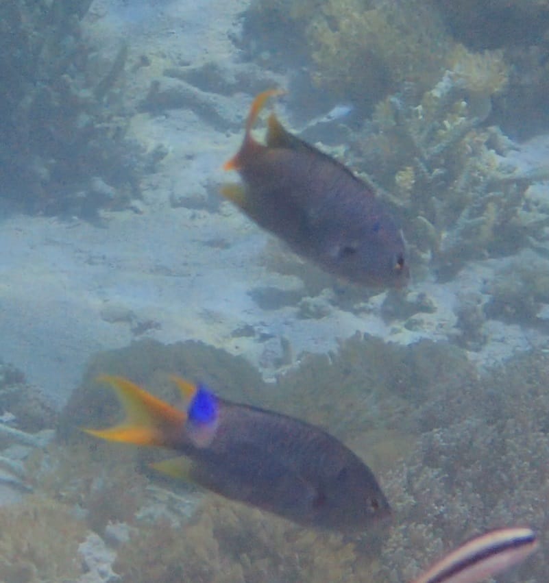 ภาพประกอบของ ปลาสลิดหินหางเหลือง (Neopomacentrus azysron)