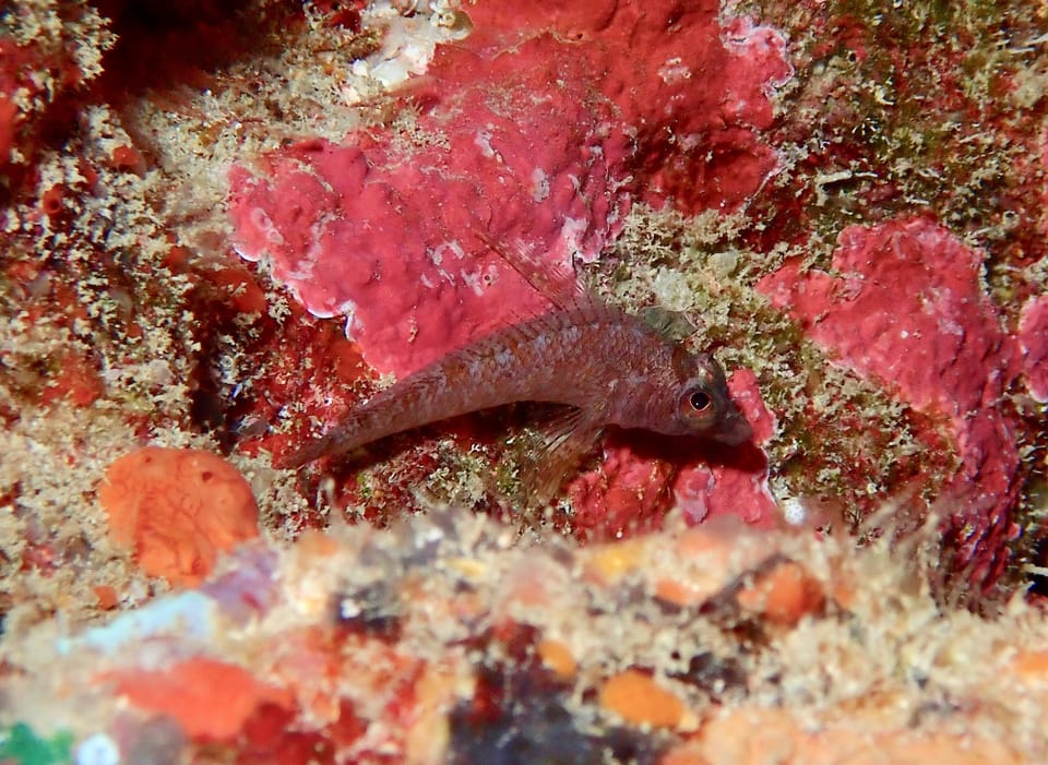 ภาพประกอบของ ปลา squamiceps (Norfolkia squamiceps)