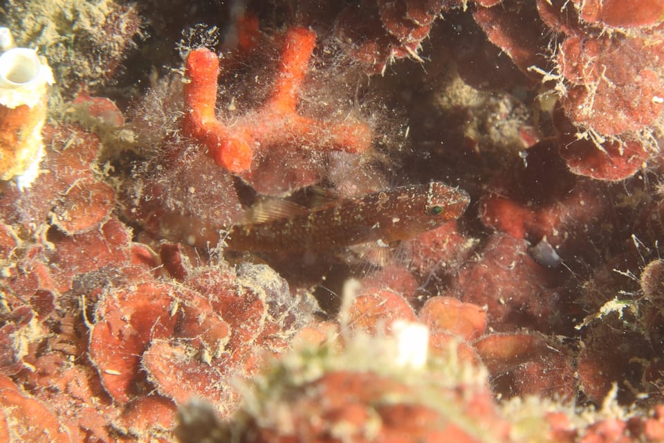 ภาพประกอบของ ปลาบู่บู่ (Odondebuenia balearica)