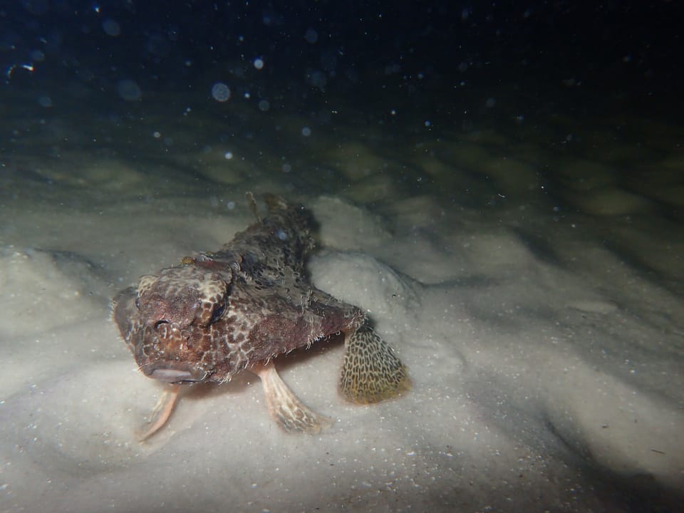 ภาพประกอบของ ปลา cubifrons (Ogcocephalus cubifrons)