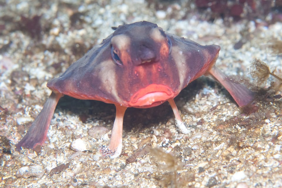 ภาพประกอบของ ปลา darwini (Ogcocephalus darwini)