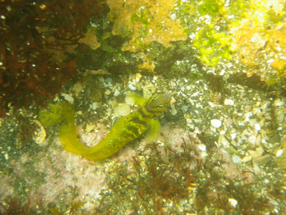 ภาพประกอบของ ปลาตั๊กแตนหินสง่างามตั๊กแตนหิน (Omobranchus elegans)