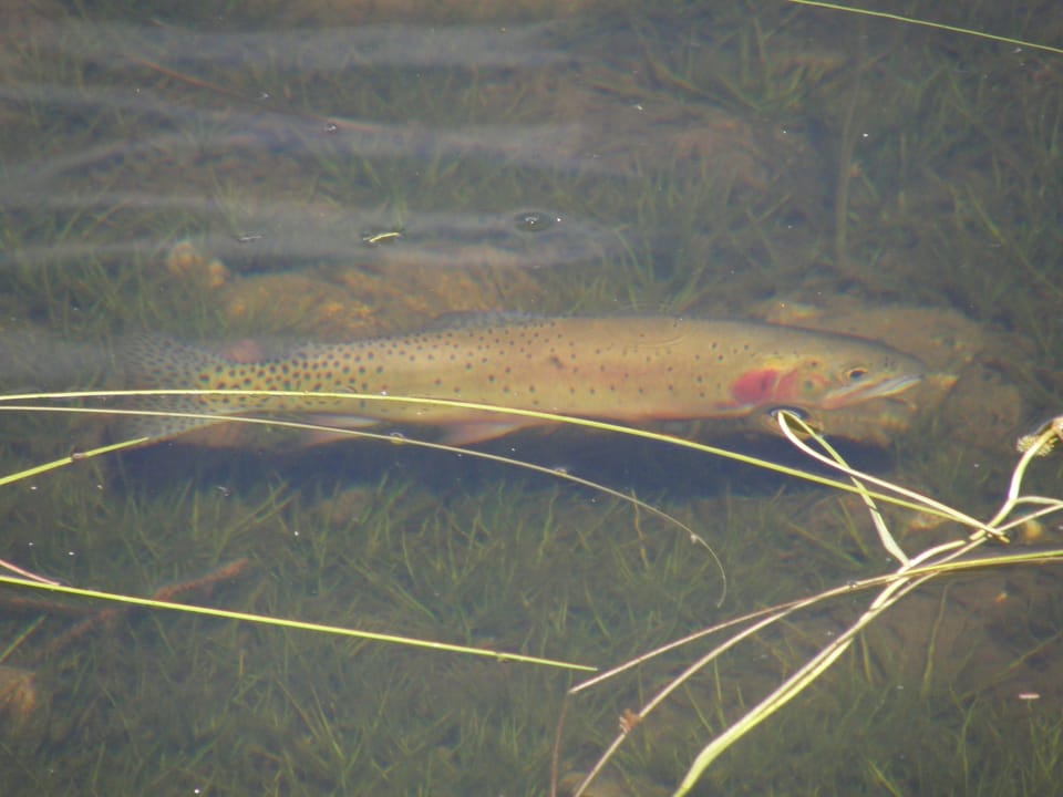 ภาพประกอบของ ปลา virginalis (Oncorhynchus virginalis)