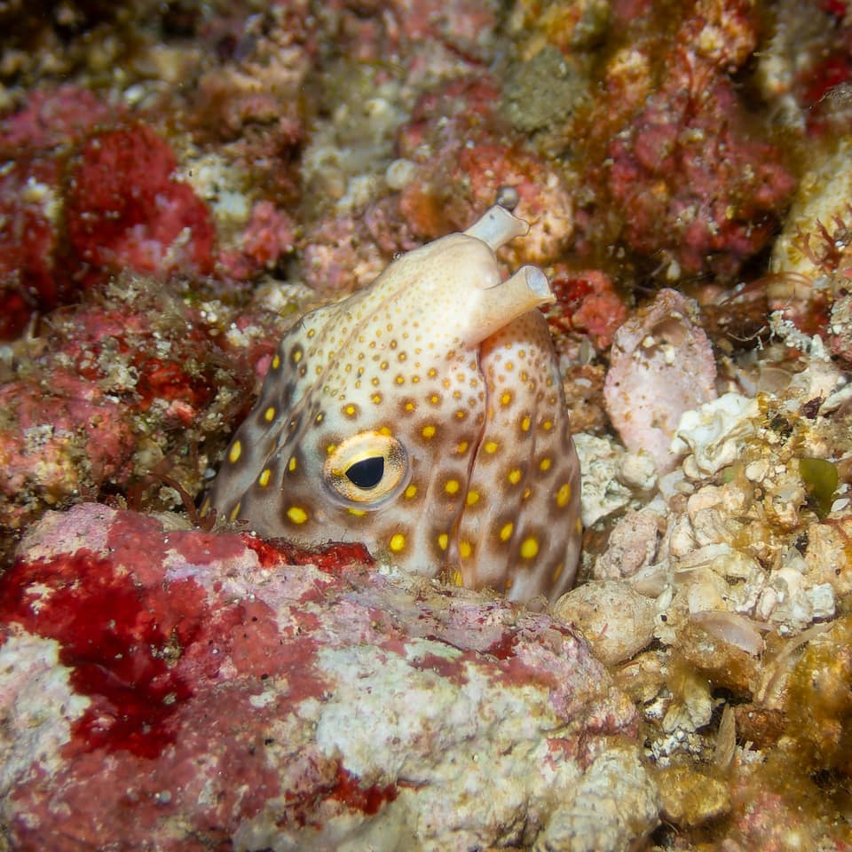 ภาพประกอบของ ปลา polyophthalmus (Ophichthus polyophthalmus)