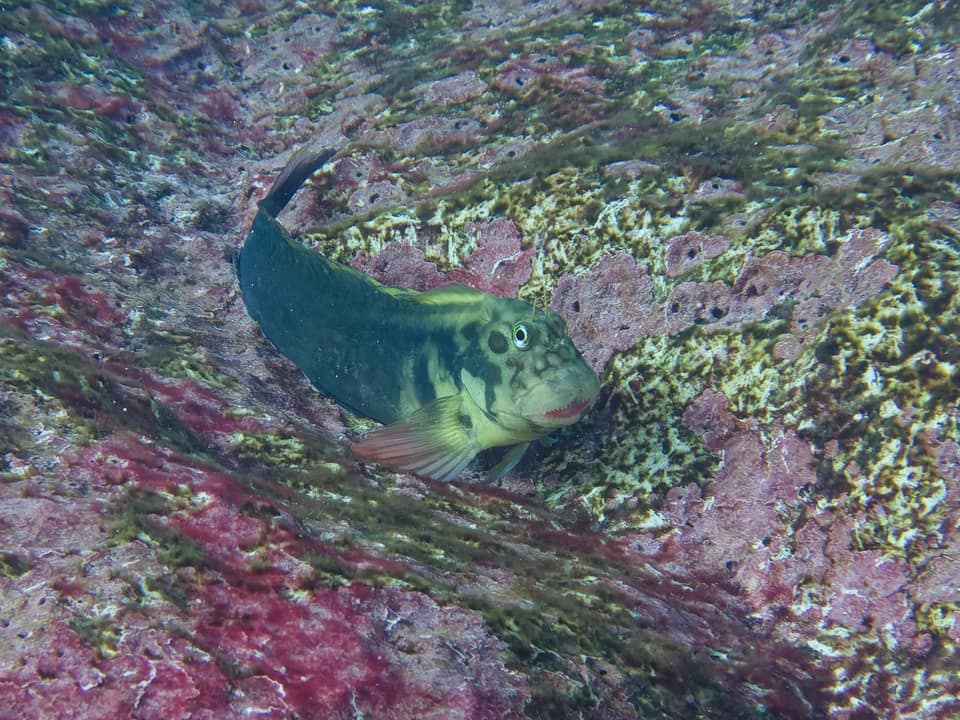 ภาพประกอบของ ปลาตั๊กแตนหิน atlanticus (Ophioblennius atlanticus)