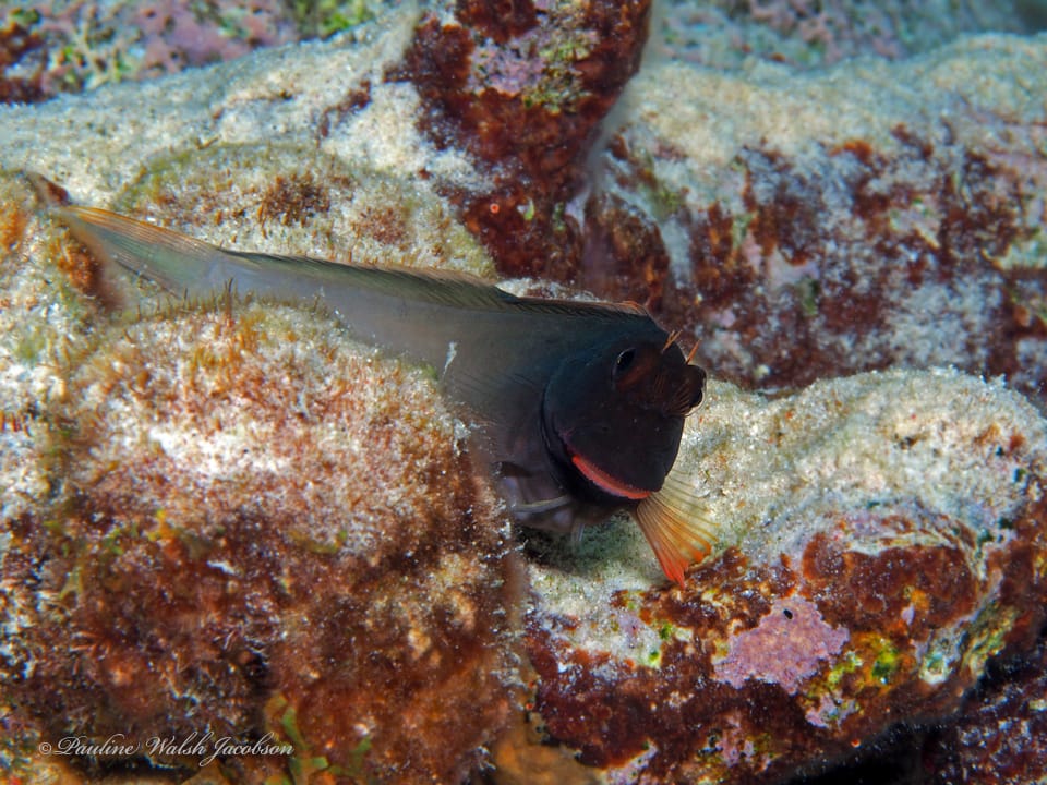 ภาพประกอบของ ปลาตั๊กแตนหินแคริบเบียนตั๊กแตนหิน (Ophioblennius macclurei)