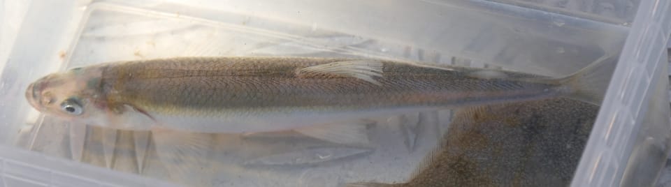 ภาพประกอบของ ปลา eperlanus (Osmerus eperlanus)