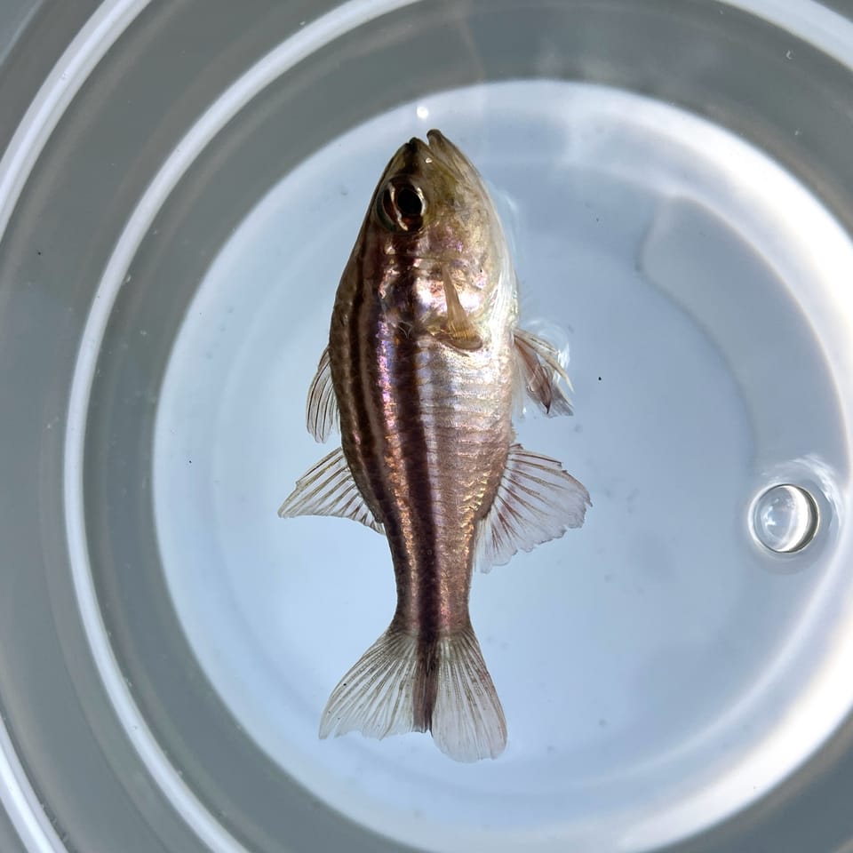 ภาพประกอบของ ปลาอมไข่แดงลายแถบ (Ostorhinchus fasciatus)