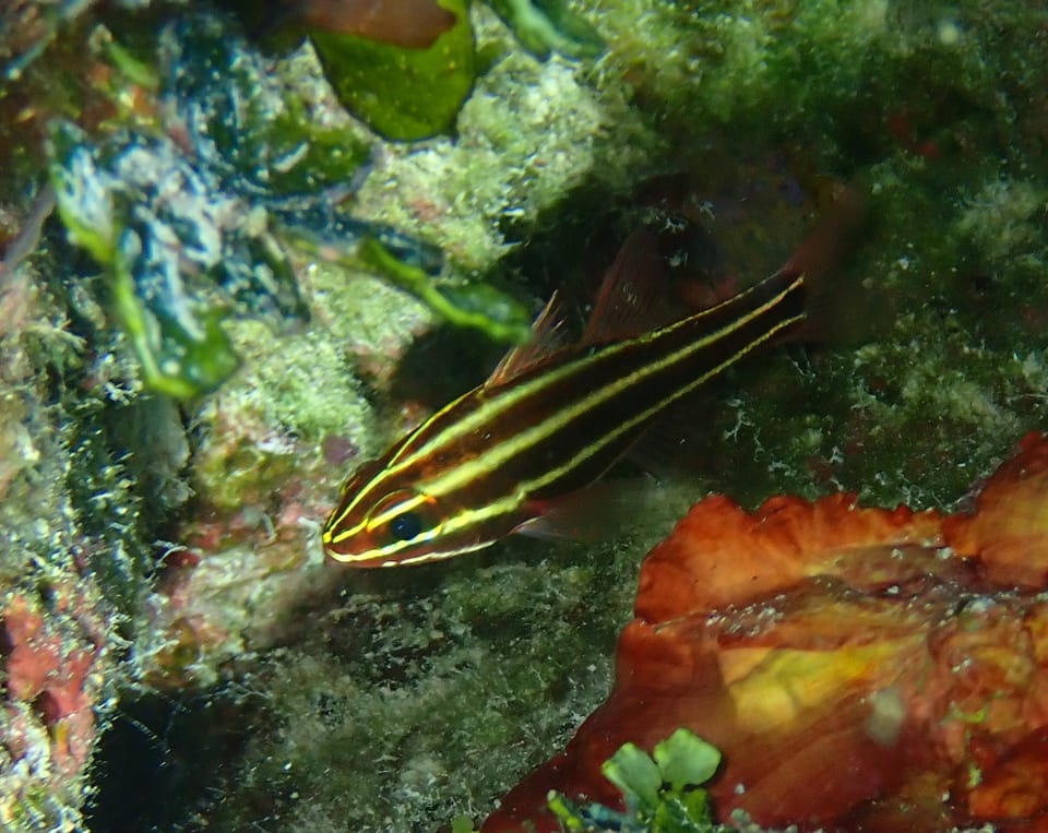 ภาพประกอบของ ปลาอมไข่ดำลายเส้น (Ostorhinchus nigrofasciatus)