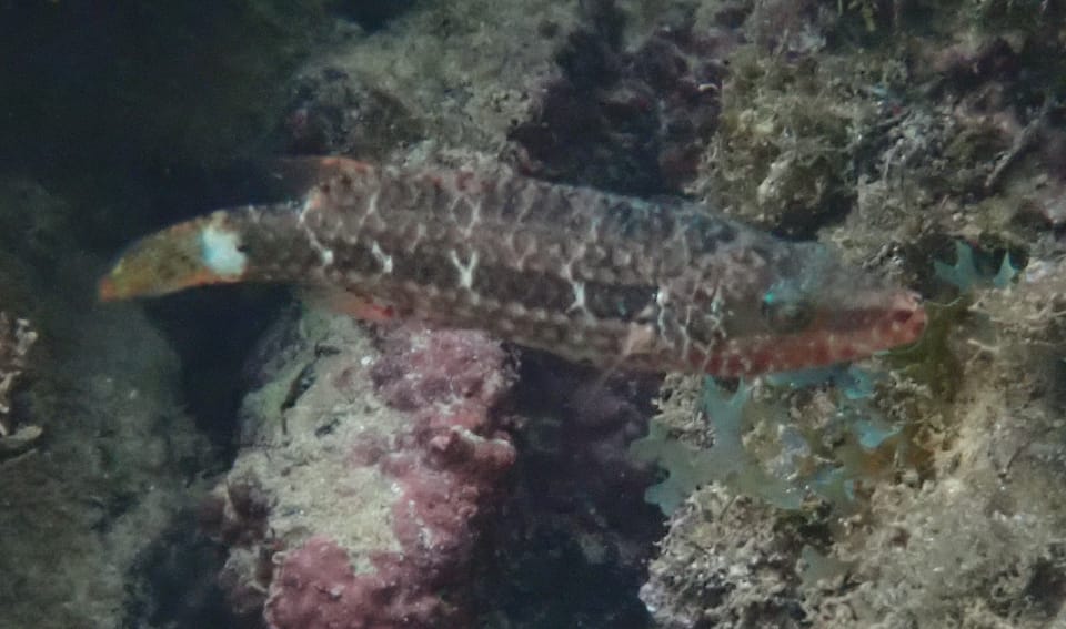 ภาพประกอบของ ปลานกขุนทอง mentalis (Oxycheilinus mentalis)