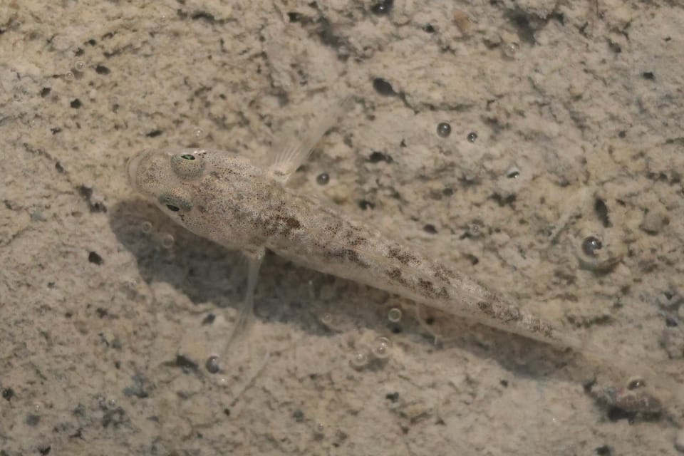 ภาพประกอบของ ปลาบู่ธรรมดาบู่ (Padogobius bonelli)