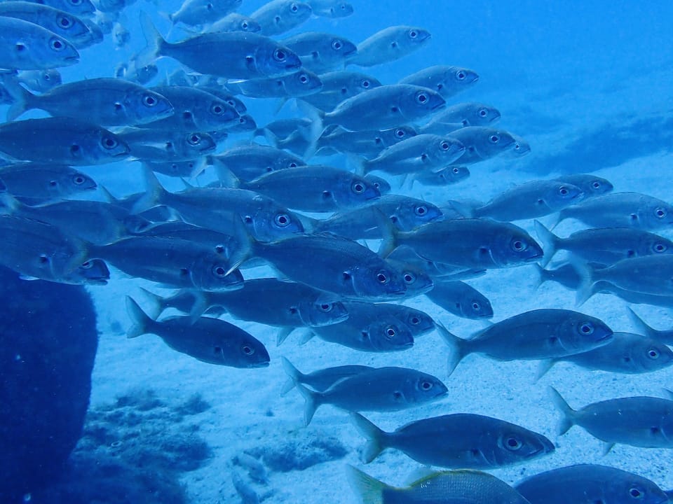 ภาพประกอบของ ปลา acarne (Pagellus acarne)