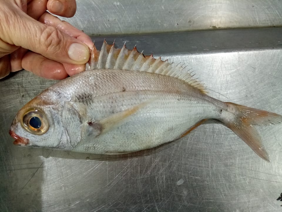 ภาพประกอบของ ปลา bogaraveo (Pagellus bogaraveo)